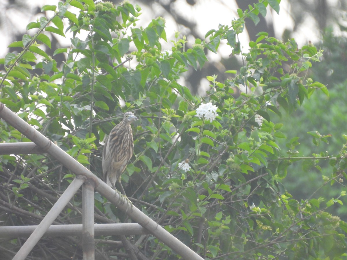 Indian Pond-Heron - ML643891401