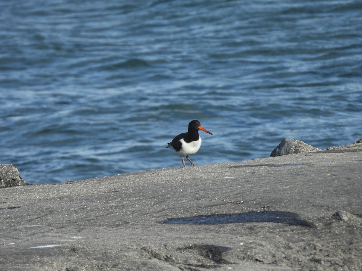 Eurasian Oystercatcher - ML643891404