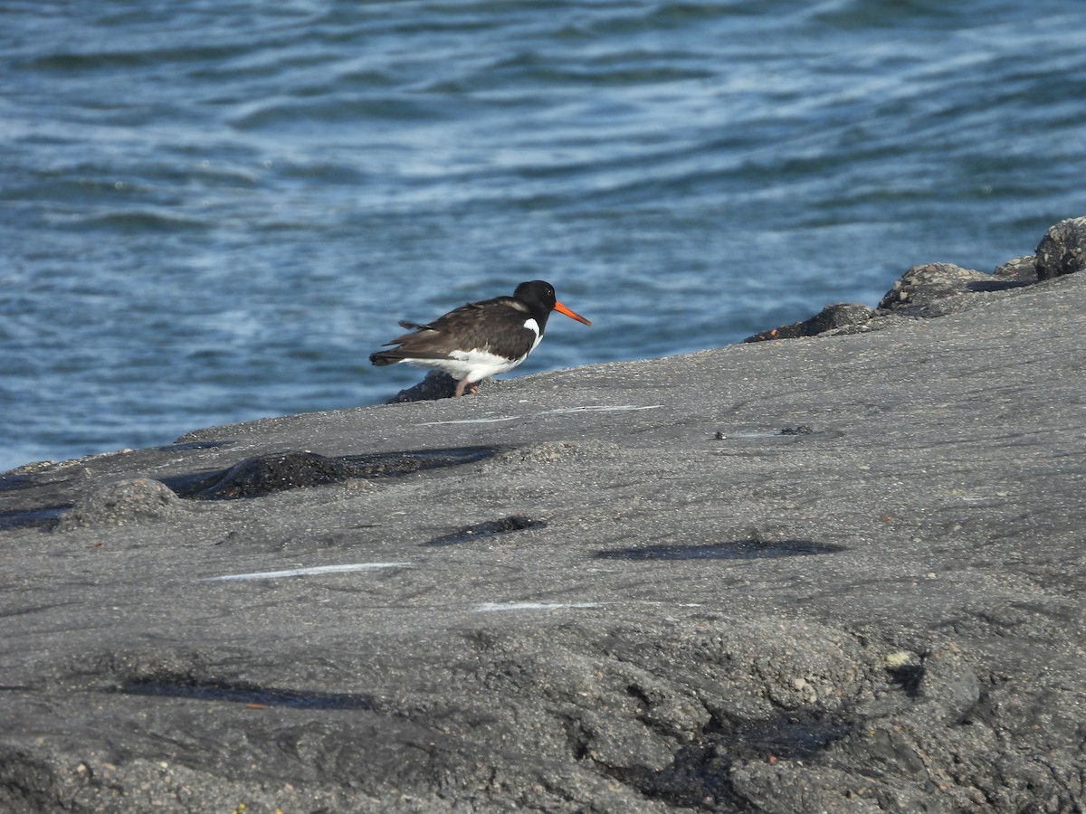 Eurasian Oystercatcher - ML643891409
