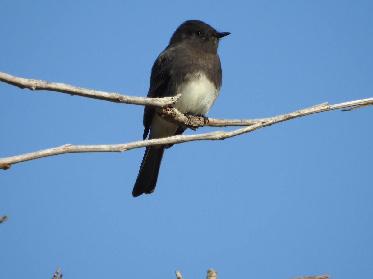 Black Phoebe - ML643891412