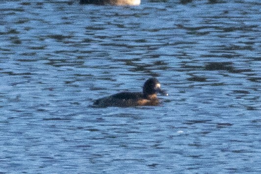 Greater Scaup - ML643891422