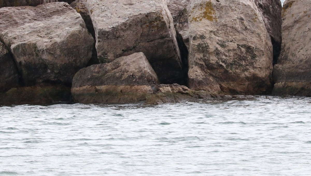 Harlequin Duck - ML643891425