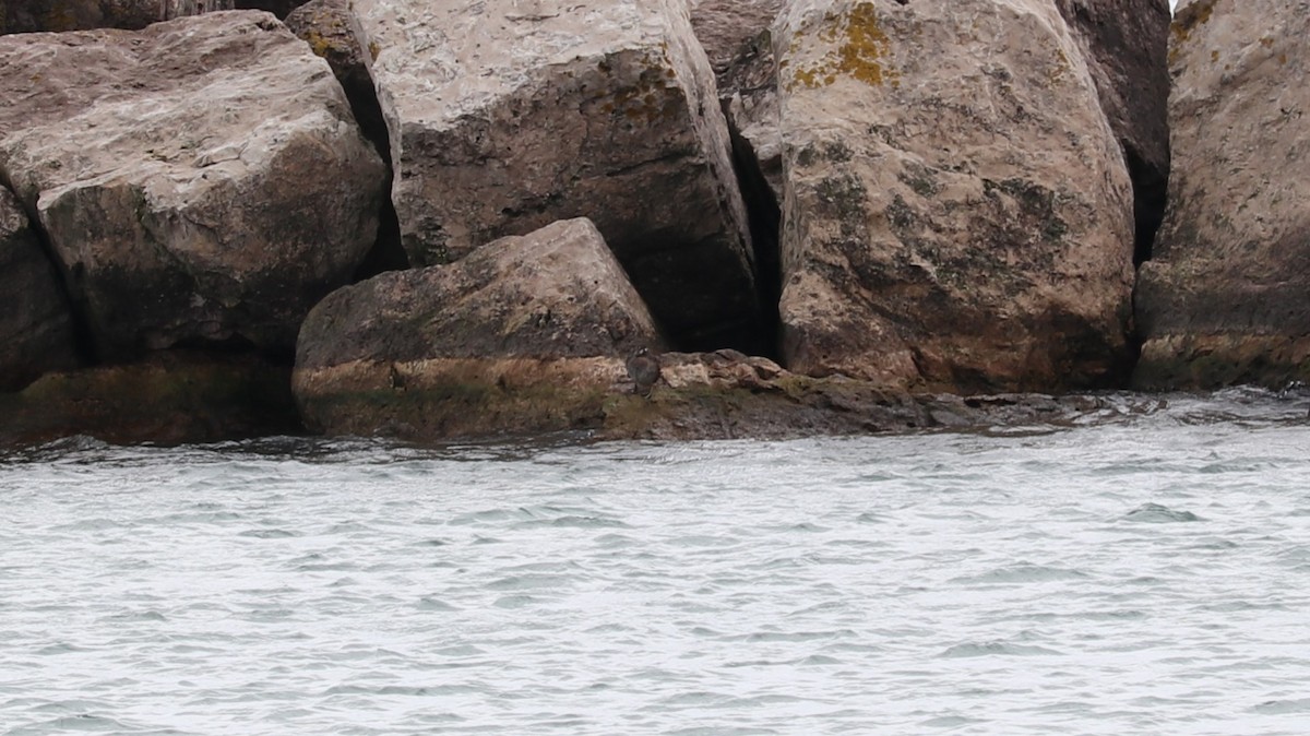 Harlequin Duck - ML643891426