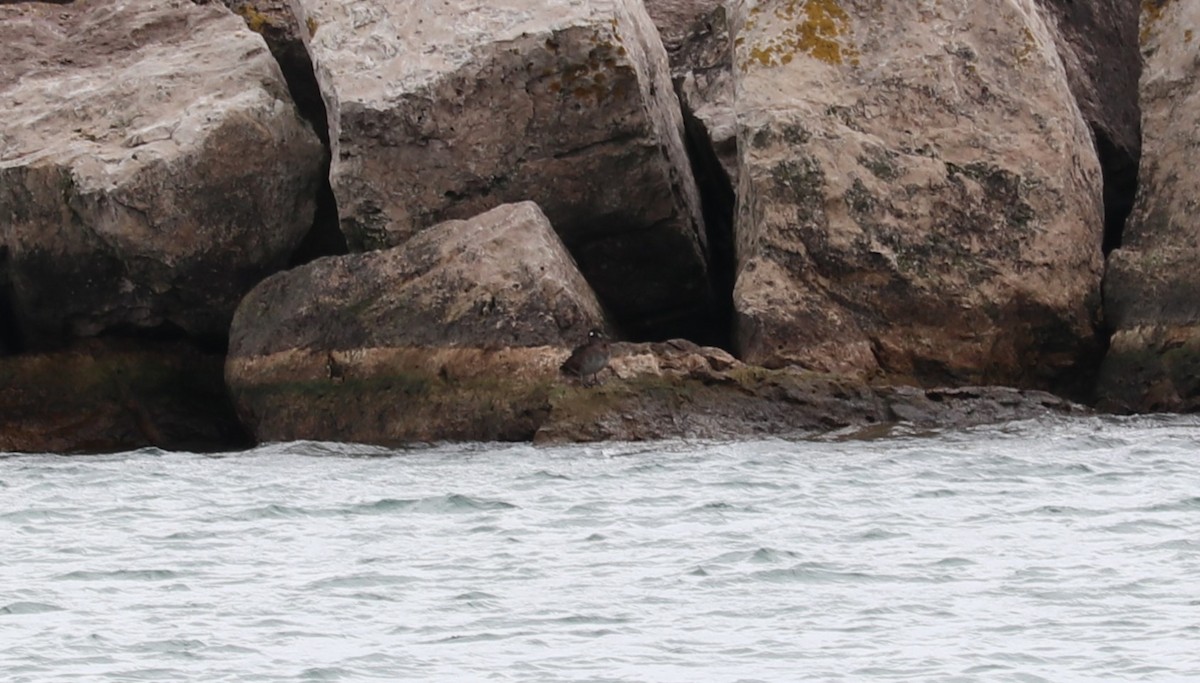 Harlequin Duck - ML643891427