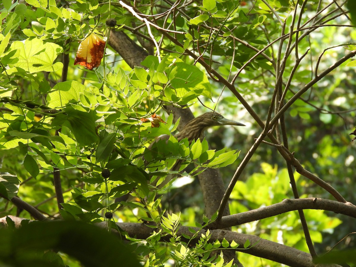 Indian Pond-Heron - ML643891432