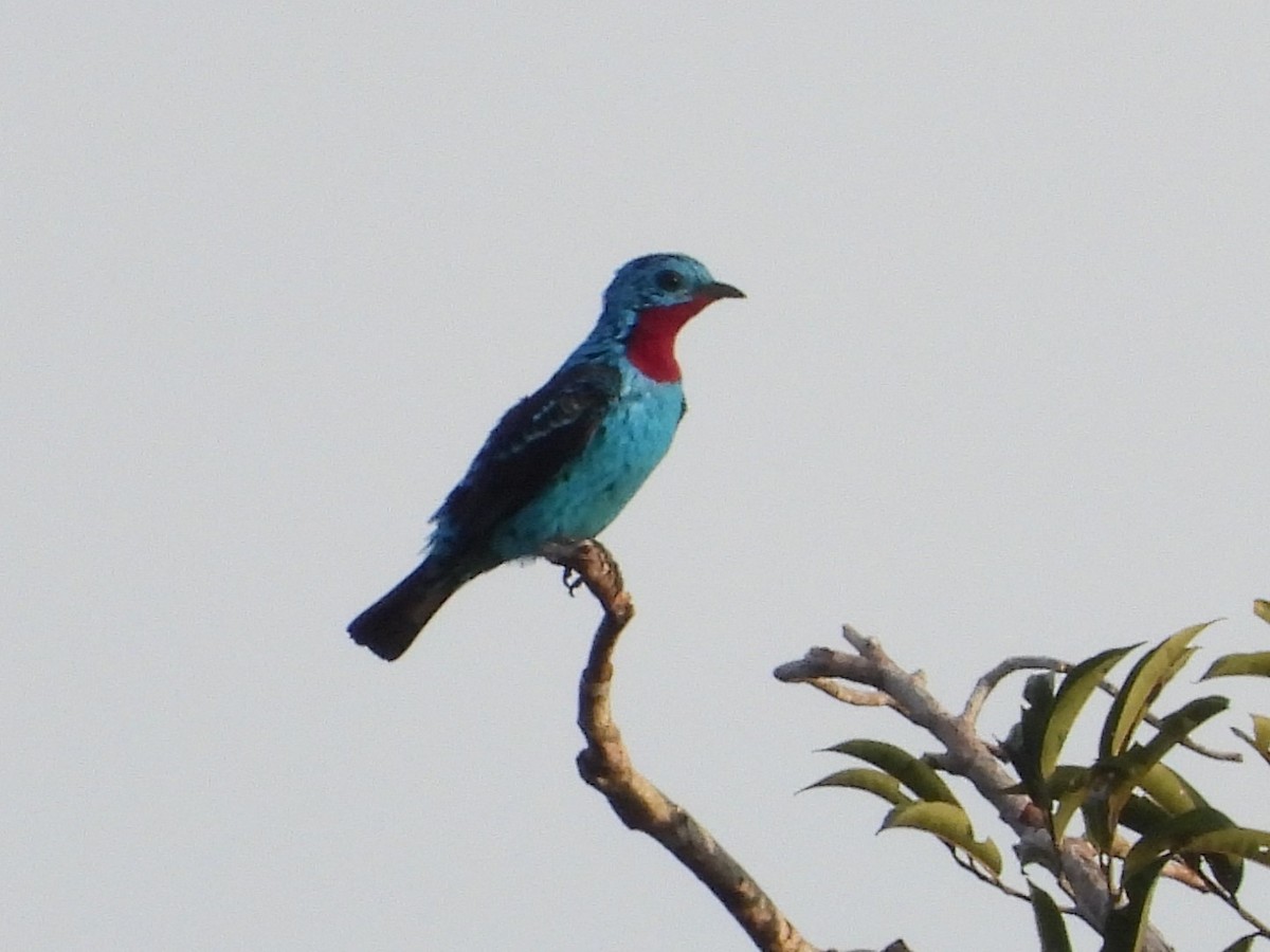 Spangled Cotinga - ML643891458