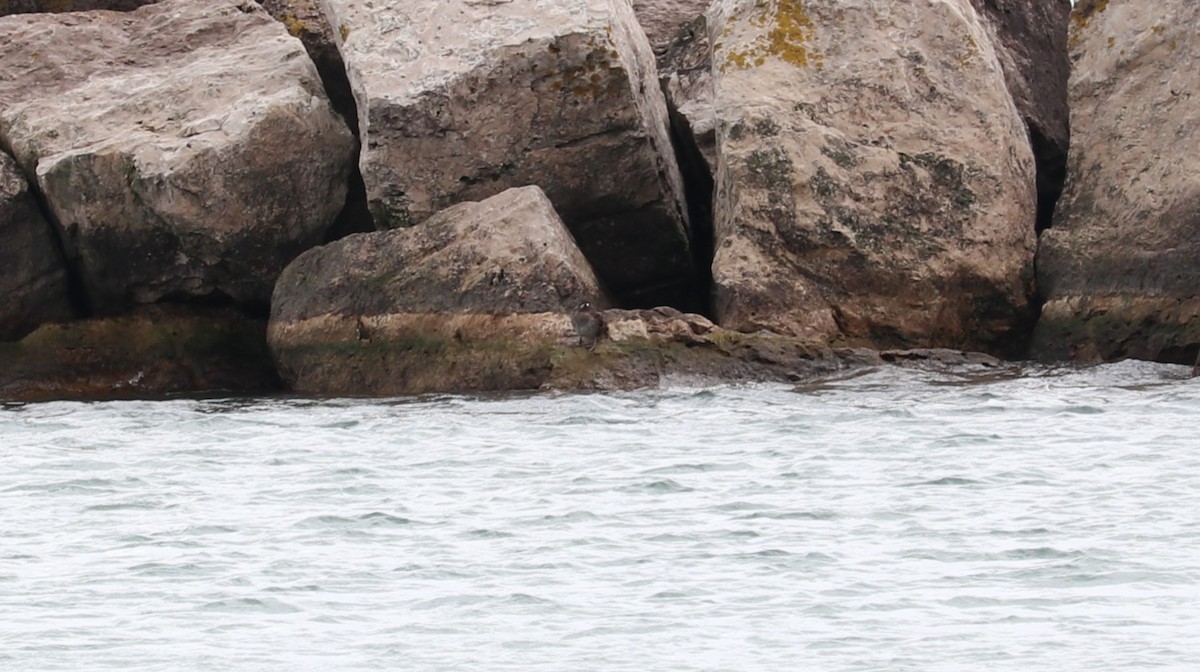 Harlequin Duck - ML643891470