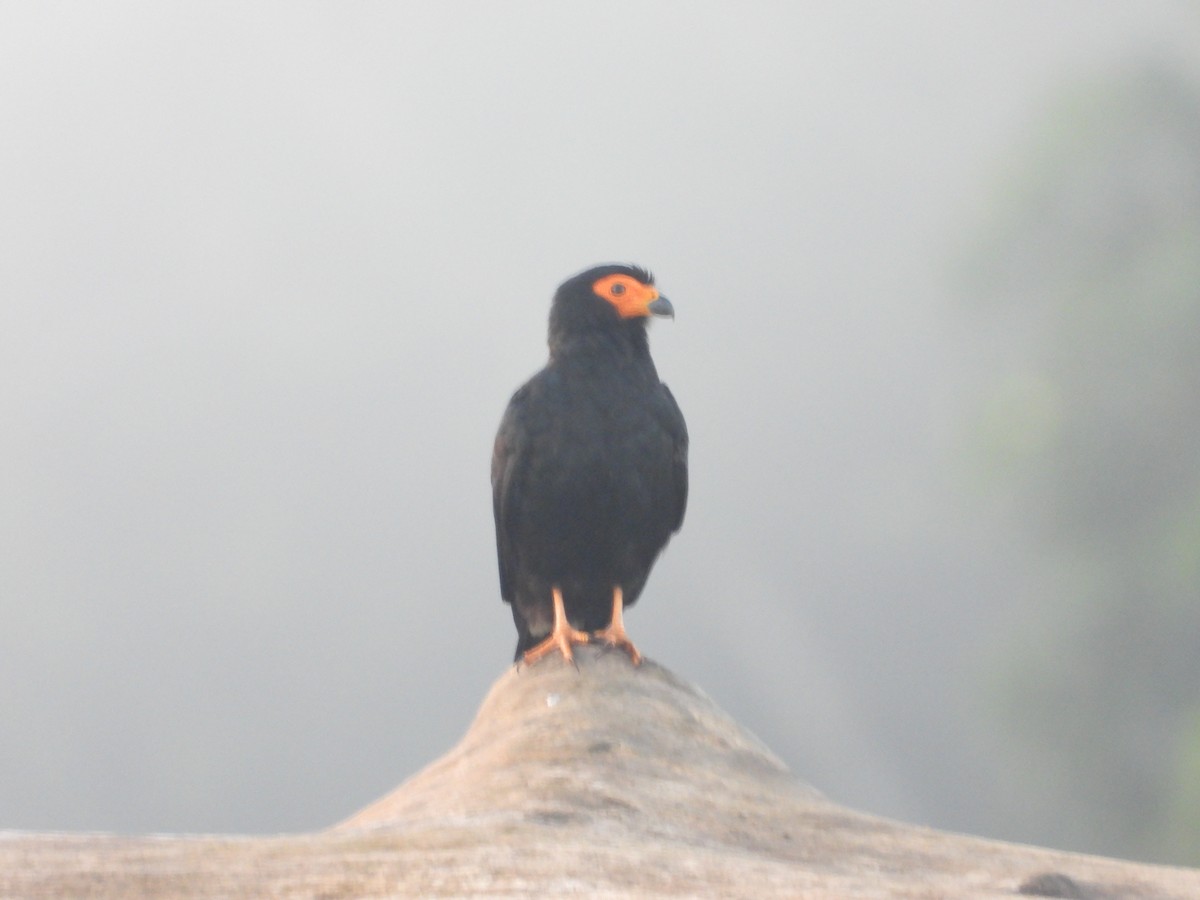 Siyah Karakara - ML643891484