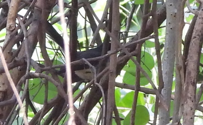 Spot-breasted Fantail - ML643891491