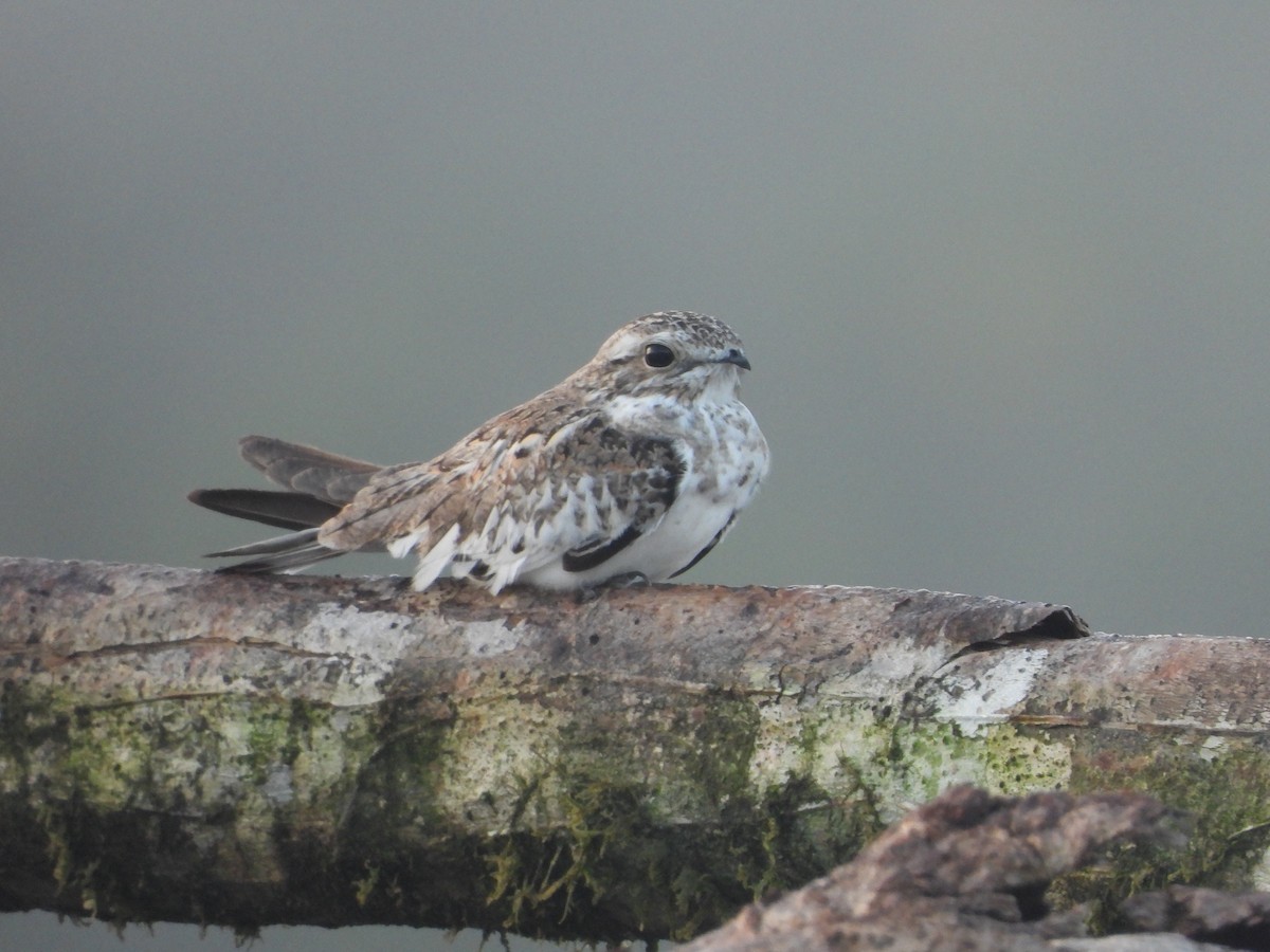 Sand-colored Nighthawk - ML643891505