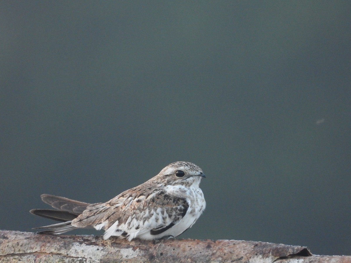 Sand-colored Nighthawk - ML643891506