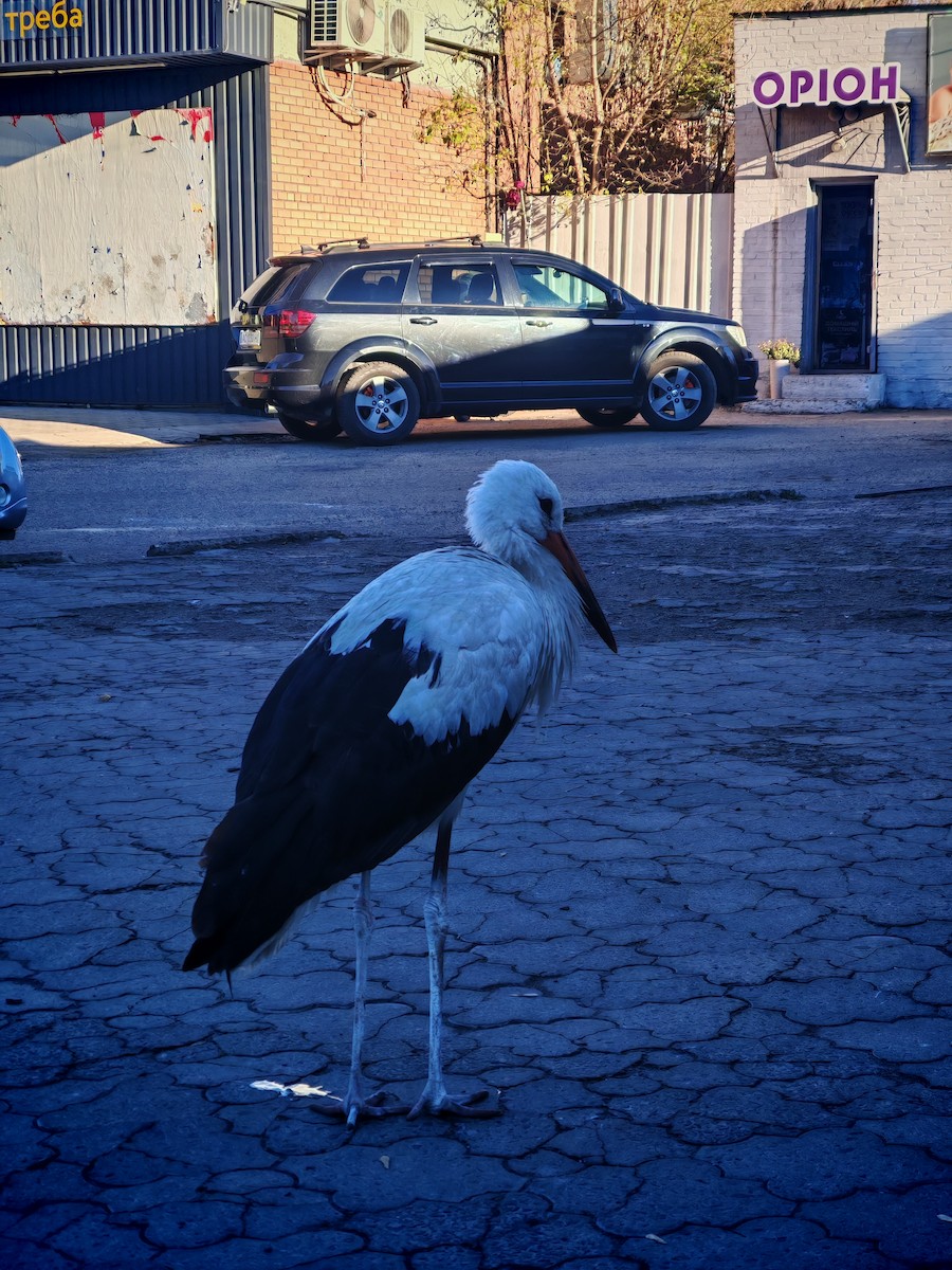 White Stork - ML643891517