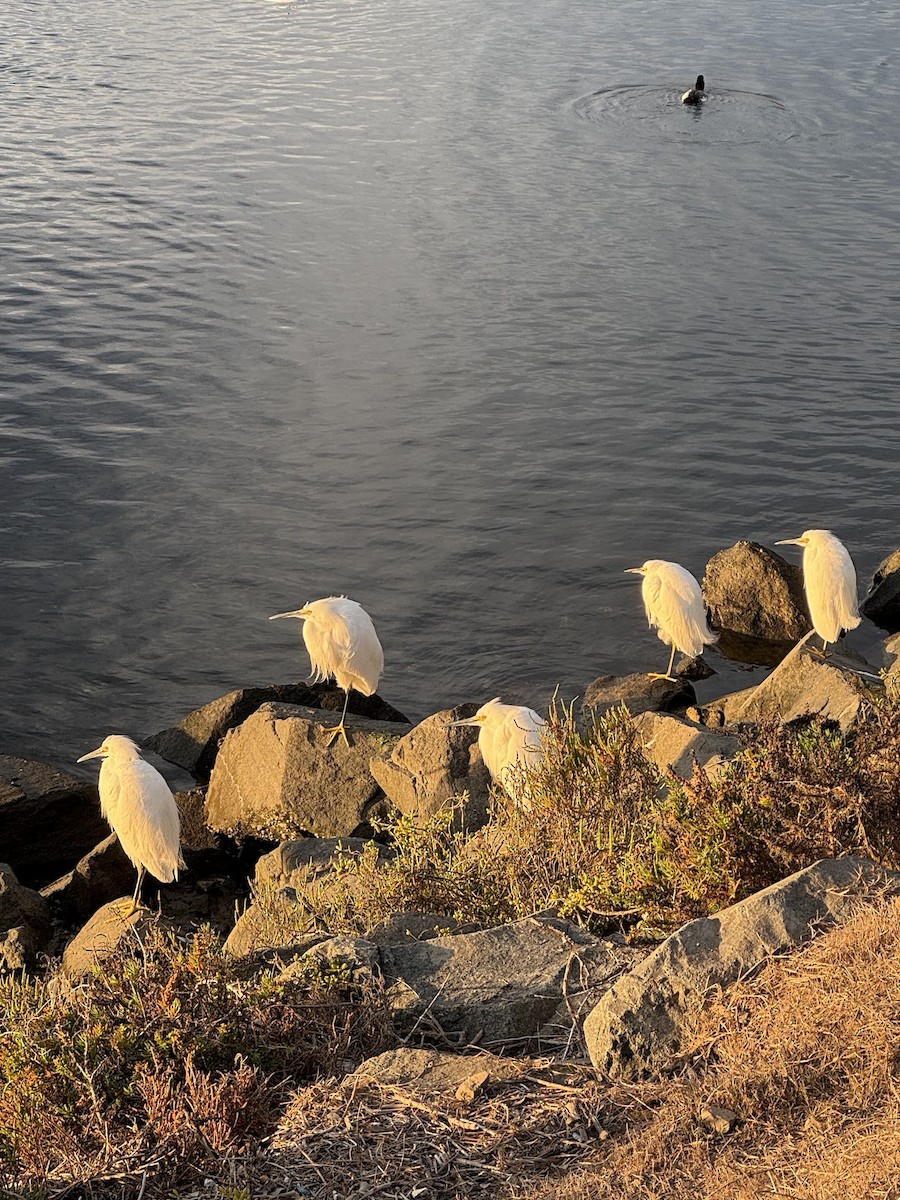 Snowy Egret - ML643891522