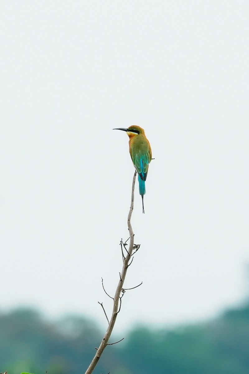 Blue-tailed Bee-eater - ML643891529