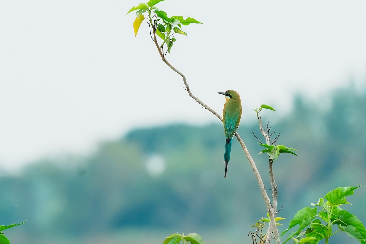 Blue-tailed Bee-eater - ML643891530