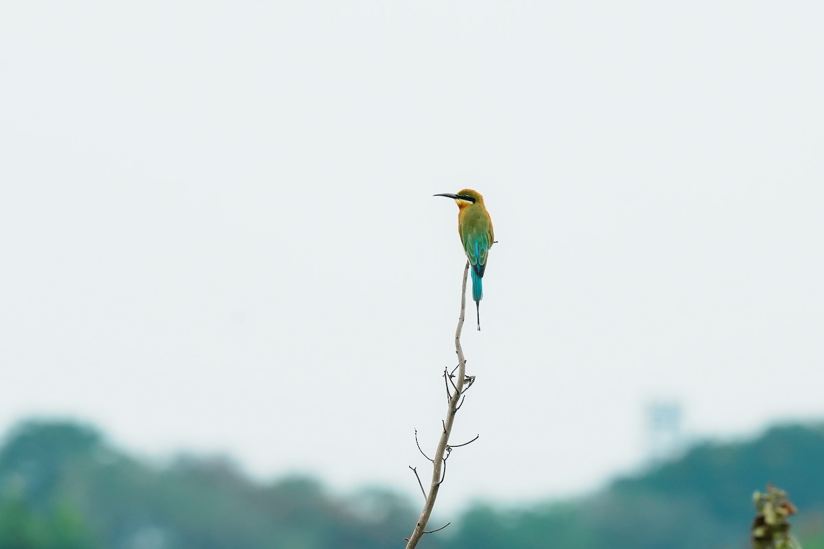 Blue-tailed Bee-eater - ML643891531