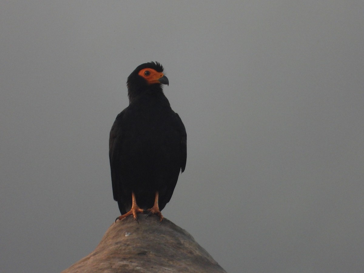 Siyah Karakara - ML643891547