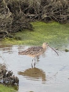 Long-billed Curlew - ML643891550