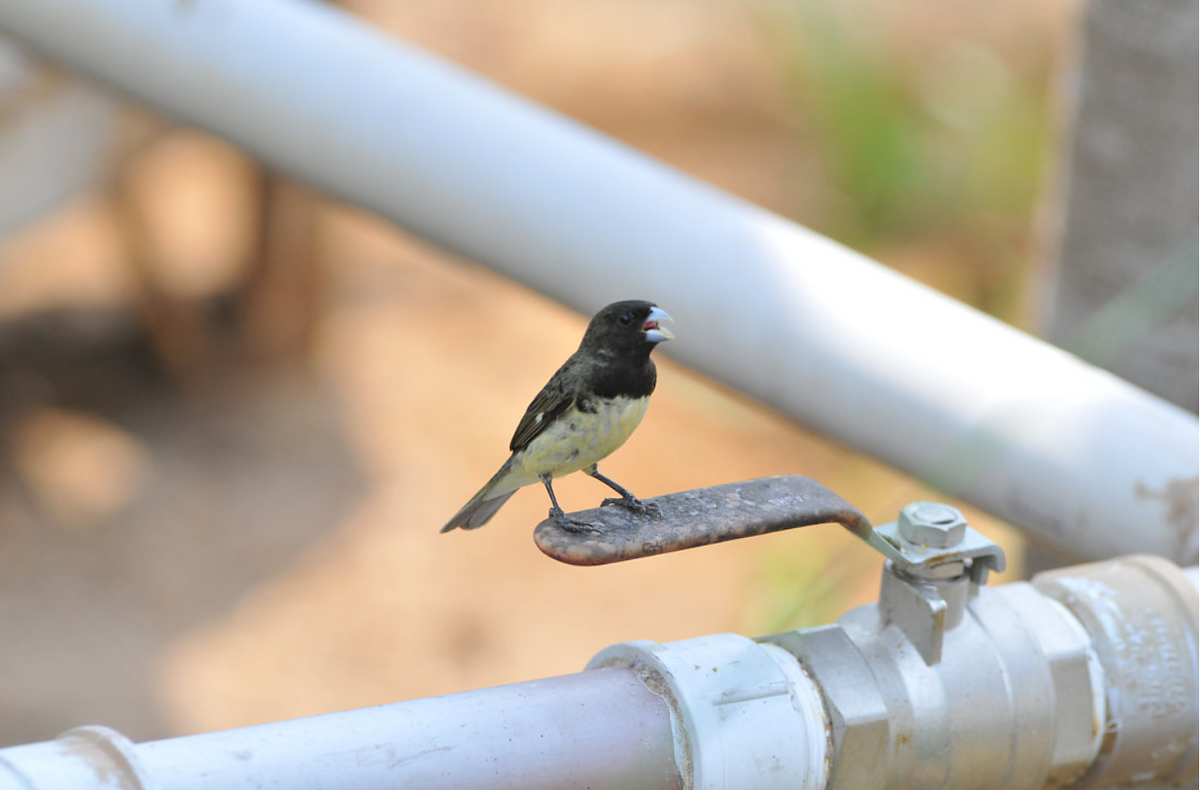 Yellow-bellied Seedeater - ML643891552