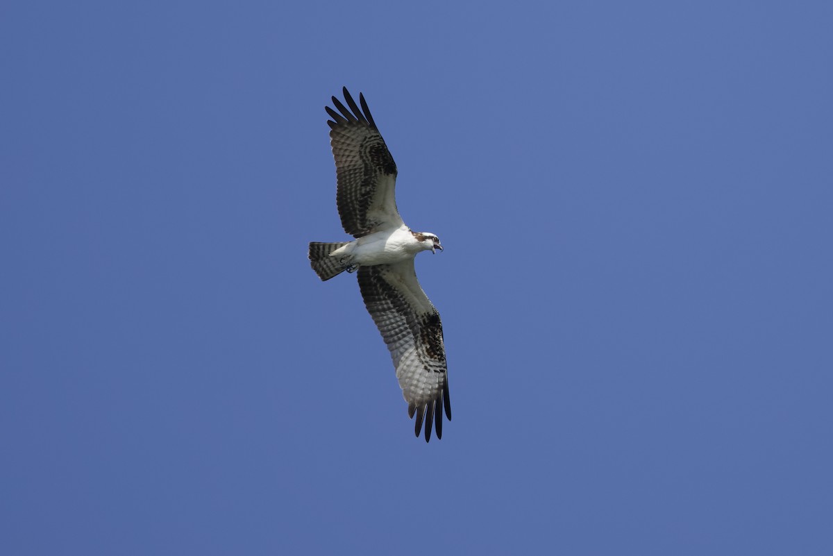 Osprey - ML643891559