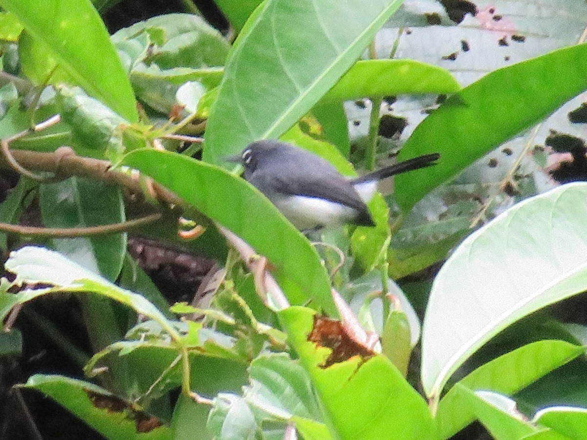 Slate-throated Gnatcatcher - ML643891560