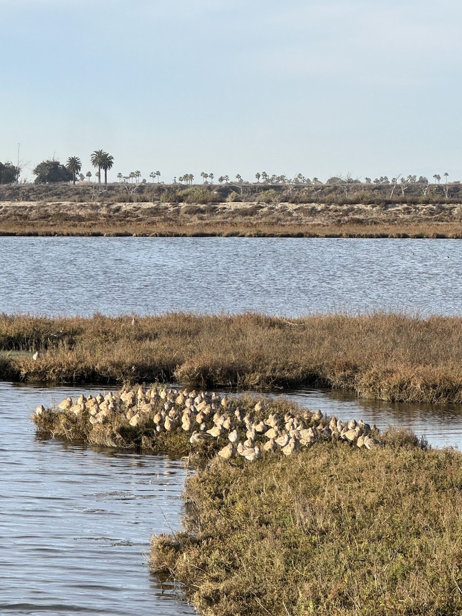 Marbled Godwit - ML643891565