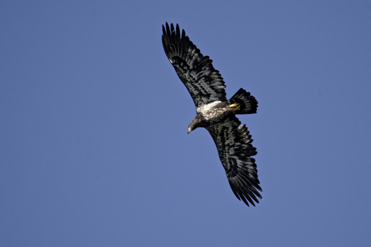 Bald Eagle - ML643891567