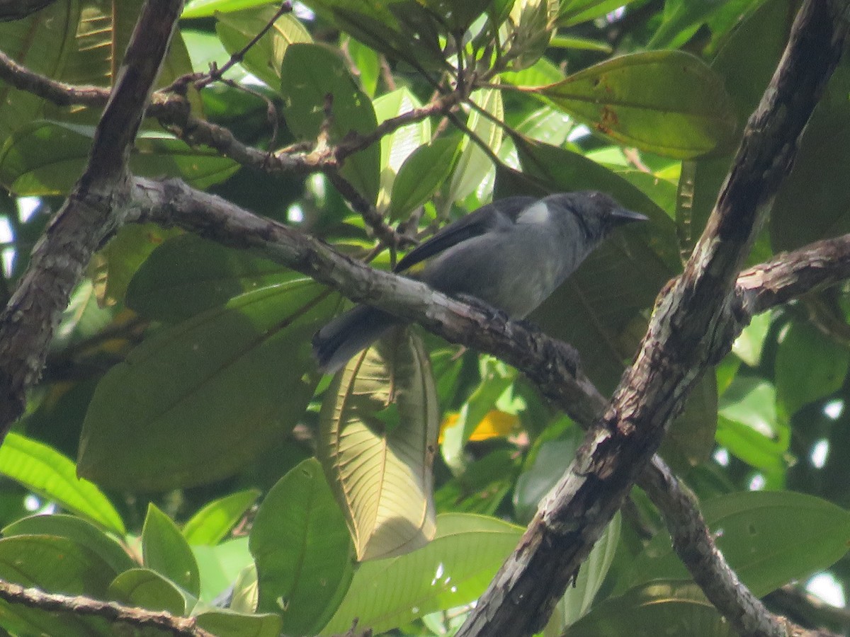 Sulphur-rumped Tanager - ML643891577