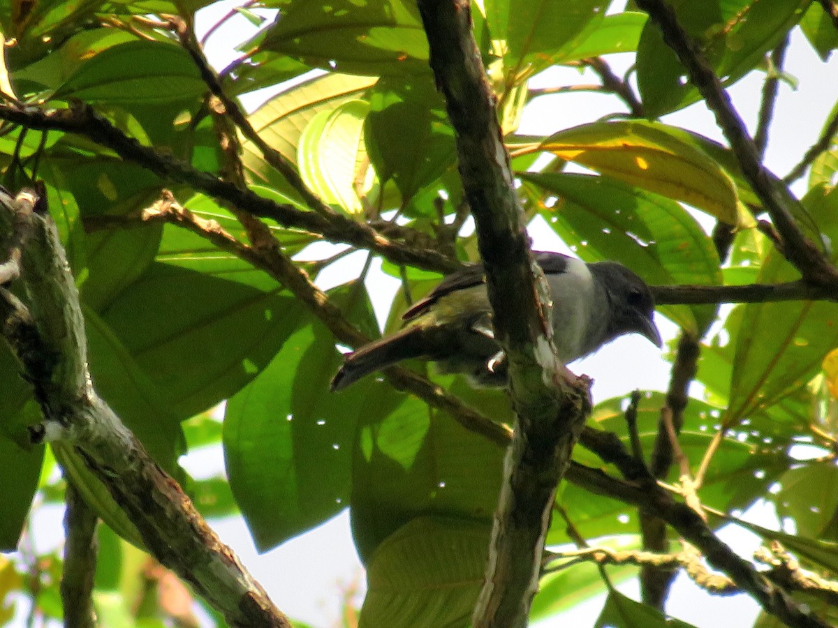 Sulphur-rumped Tanager - ML643891578