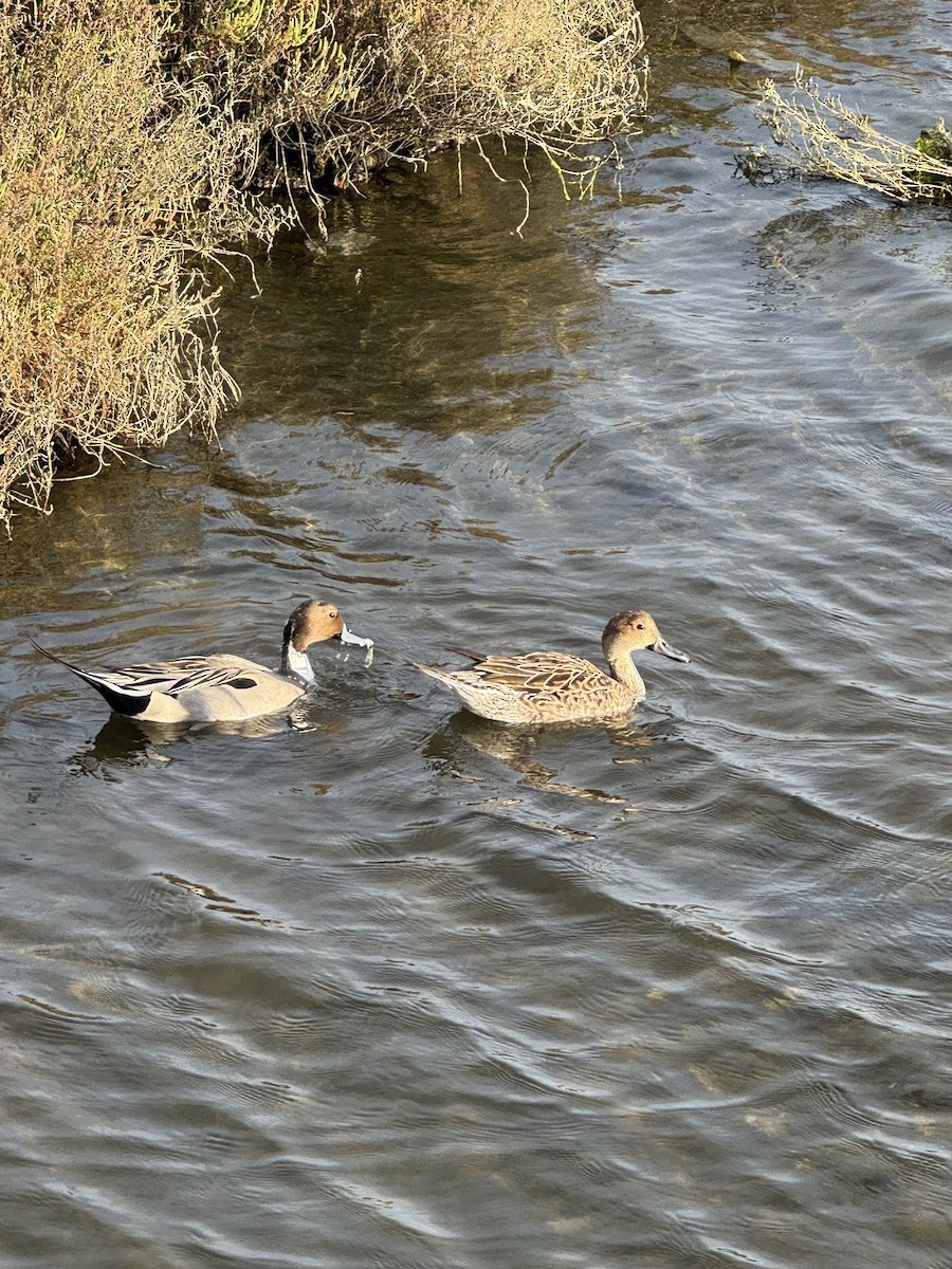 Northern Pintail - ML643891585