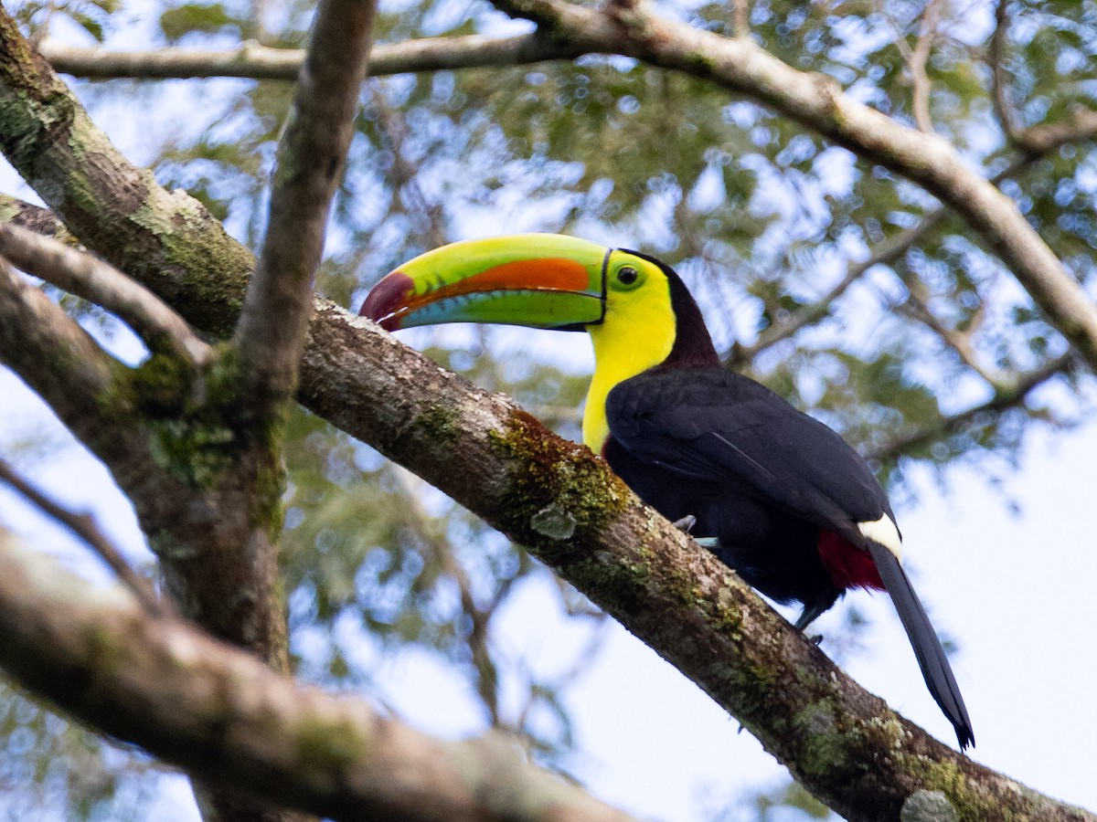 Keel-billed Toucan - ML643891588