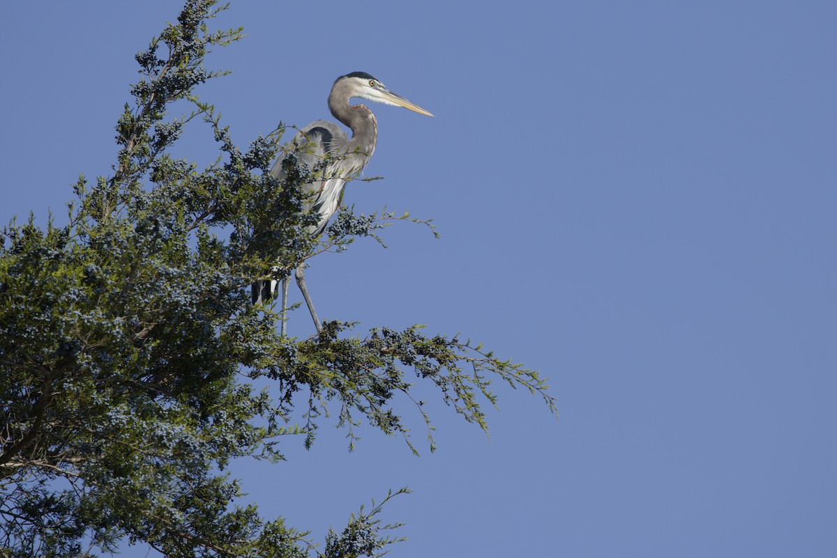 Great Blue Heron - ML643891591