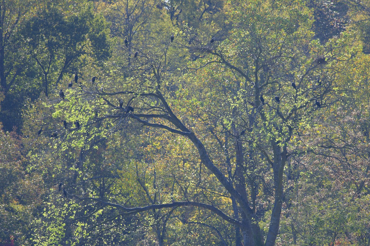 Double-crested Cormorant - ML643891598
