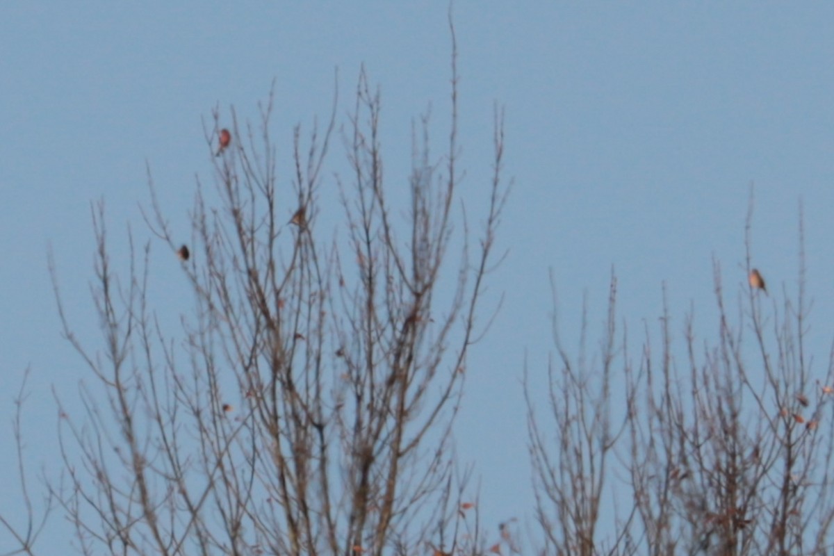 Purple Finch - ML643891604