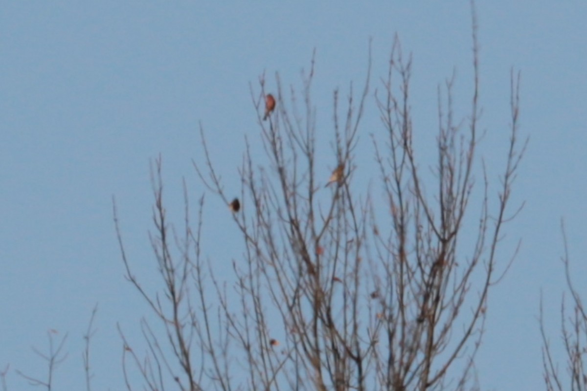 Purple Finch - ML643891605