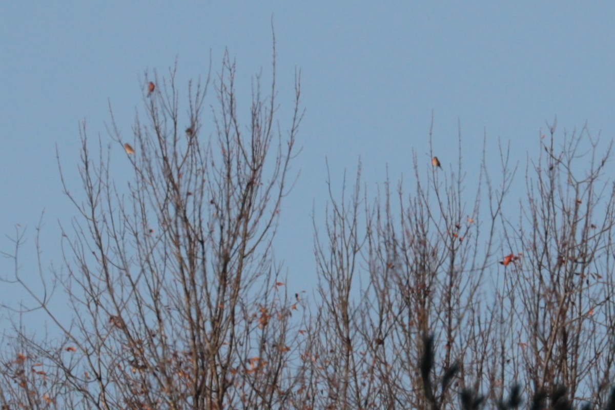 Purple Finch - ML643891606