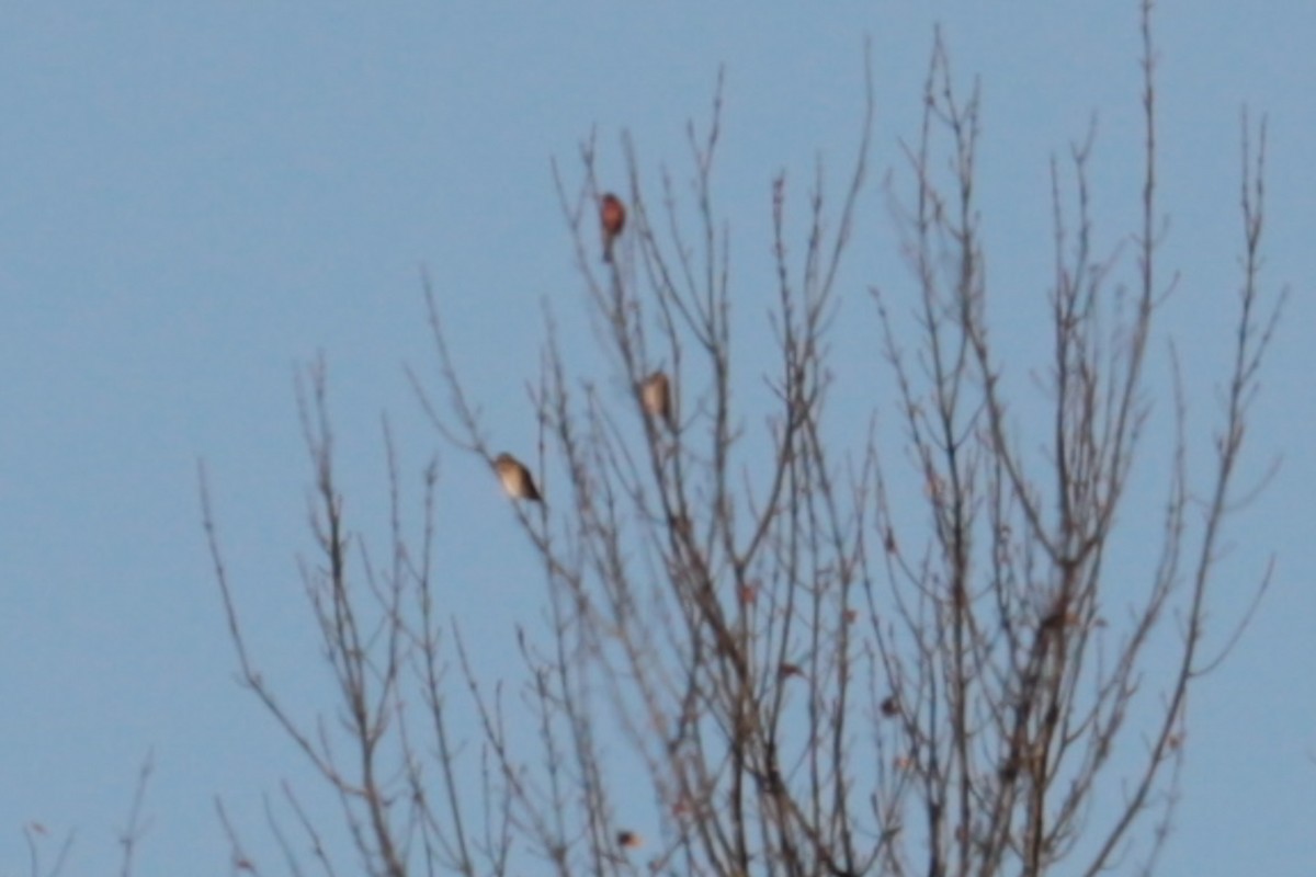 Purple Finch - ML643891608