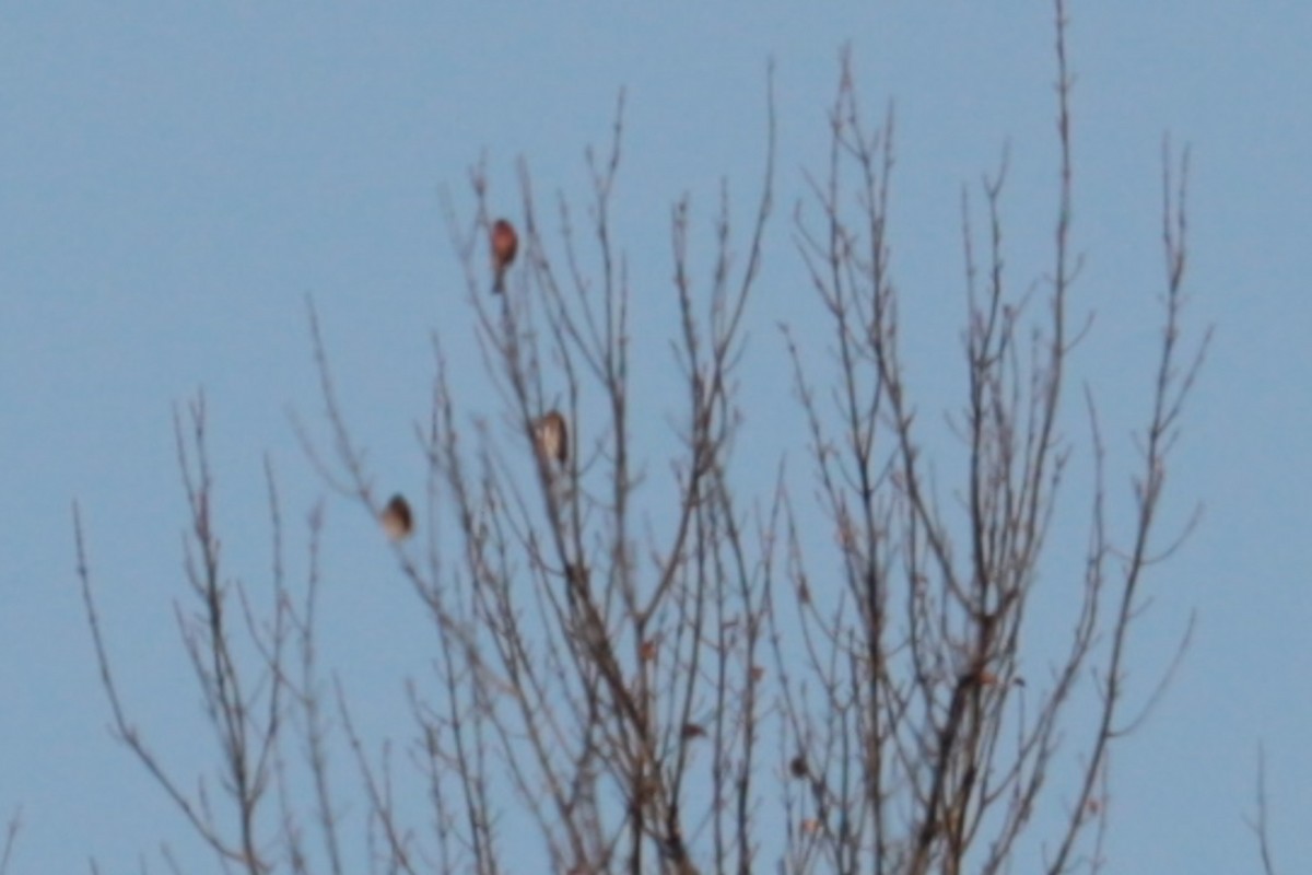 Purple Finch - ML643891609