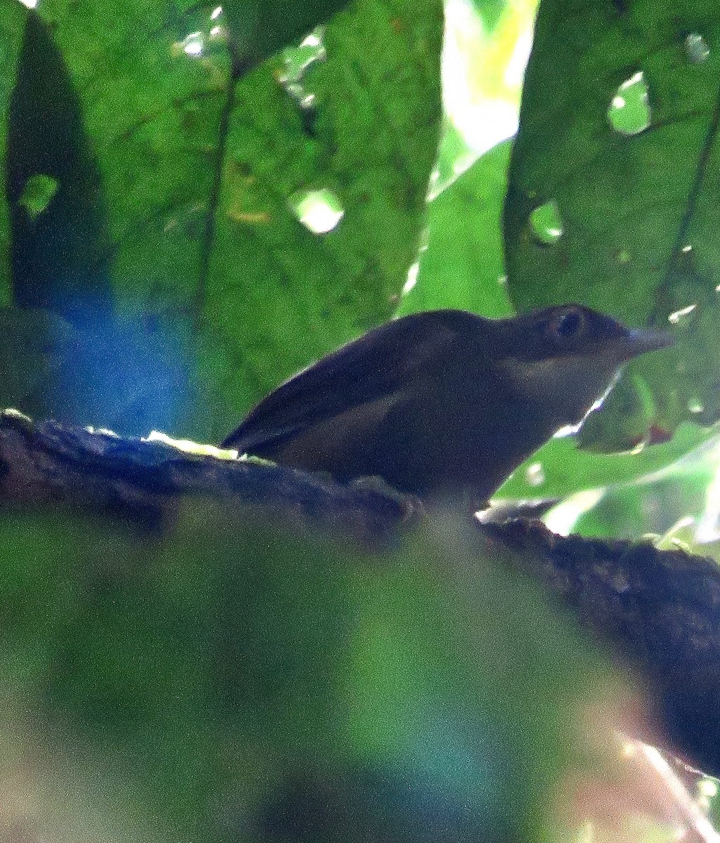 Ochre-throated Foliage-gleaner - ML643891614