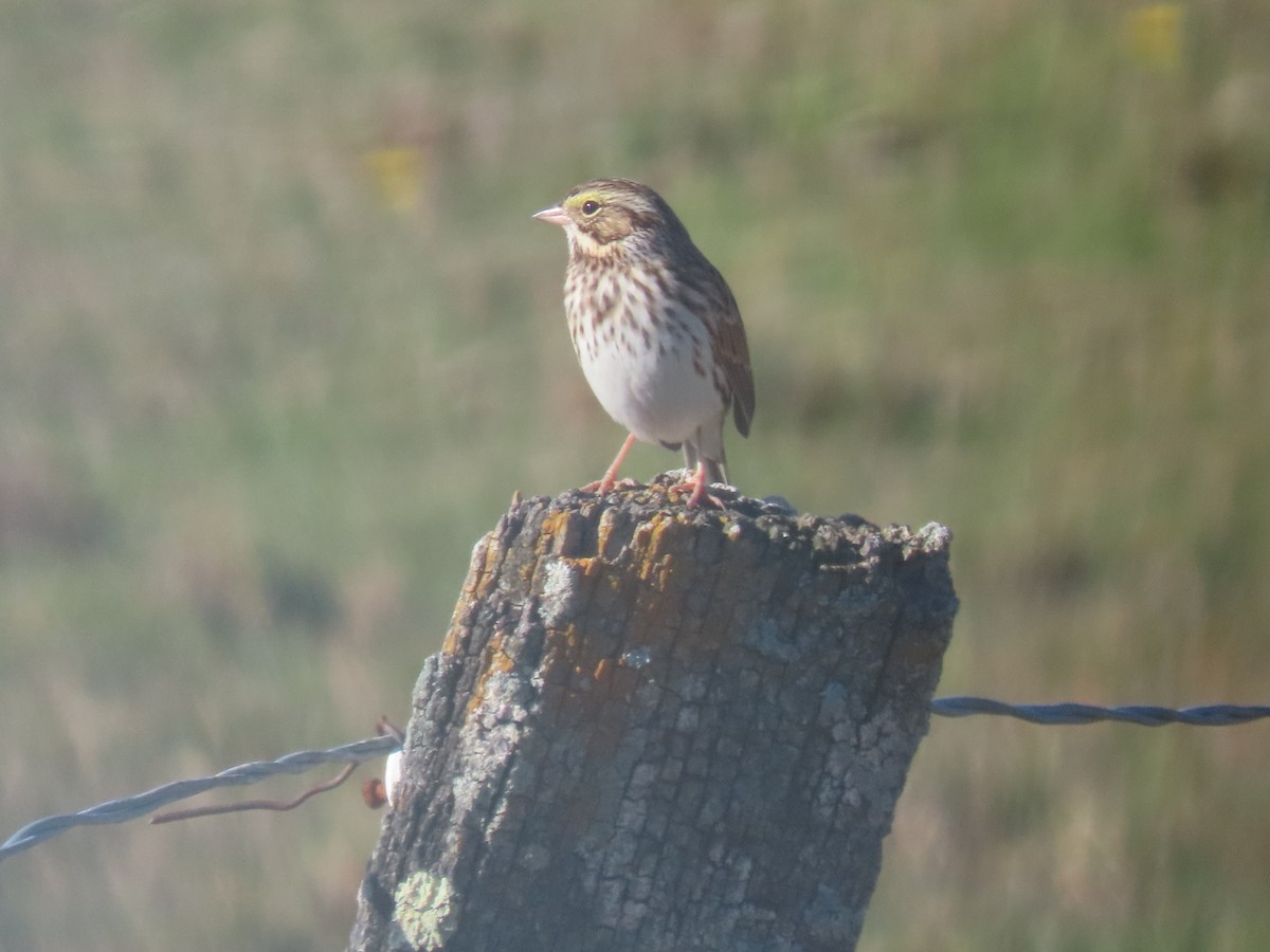 strnadec luční - ML643891615