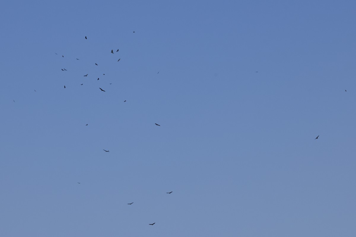 Black Vulture - ML643891628