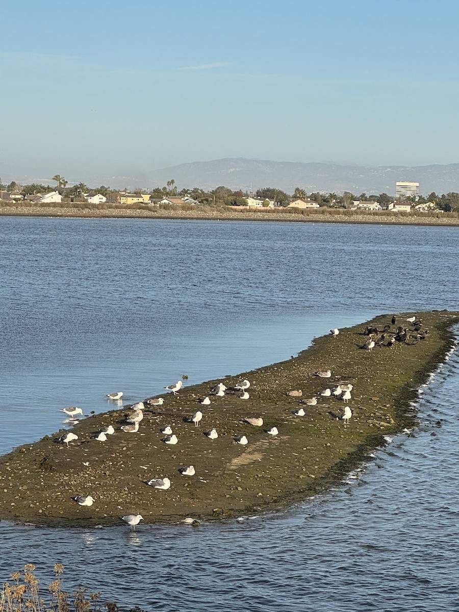 Western Gull - ML643891629