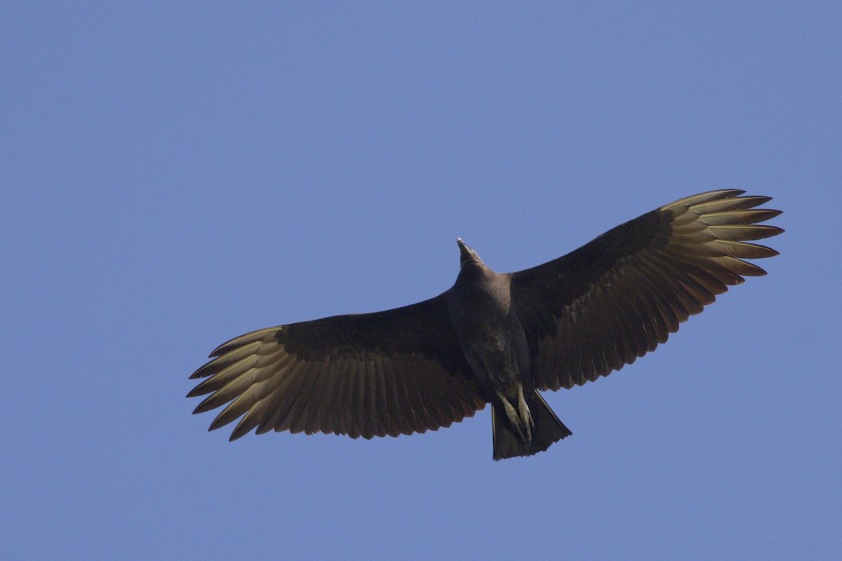 Black Vulture - ML643891630