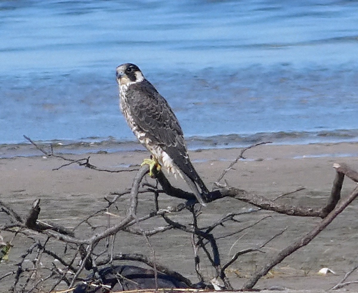 Peregrine Falcon - ML643891641