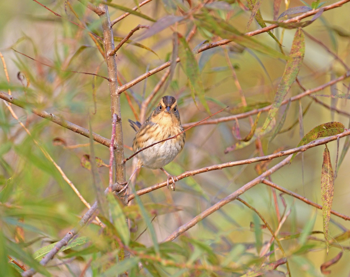 ネルソントゲオヒメドリ - ML643891648