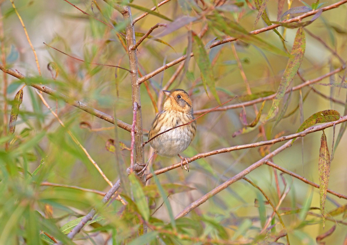 ネルソントゲオヒメドリ - ML643891650