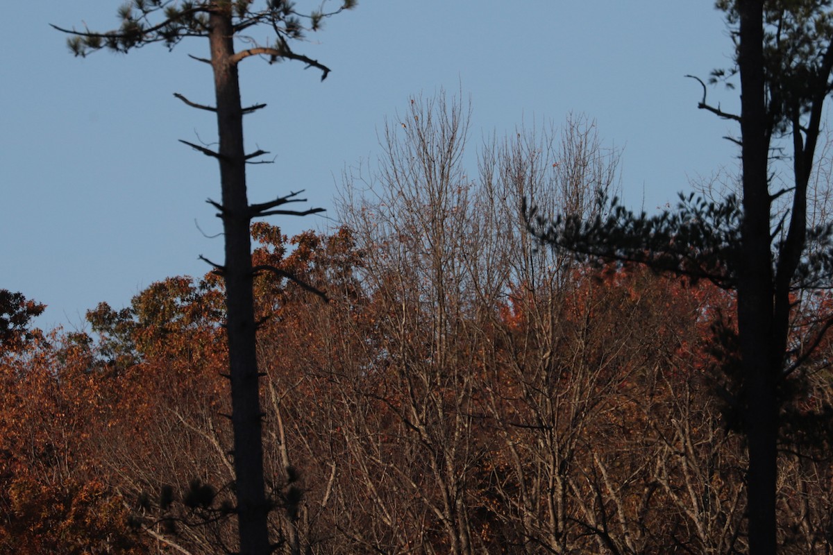 Purple Finch - ML643891655
