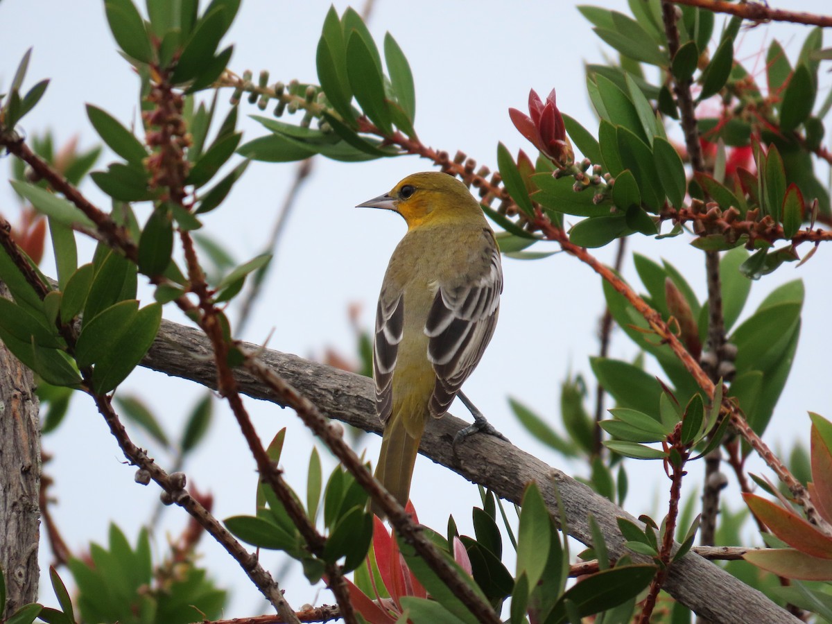 Bullock's Oriole - ML643891659