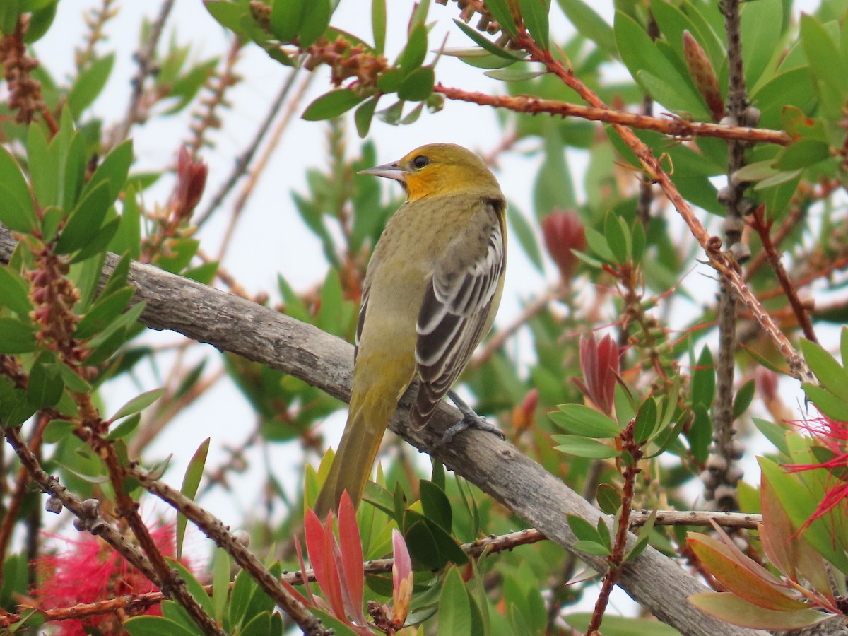 Bullock's Oriole - ML643891662
