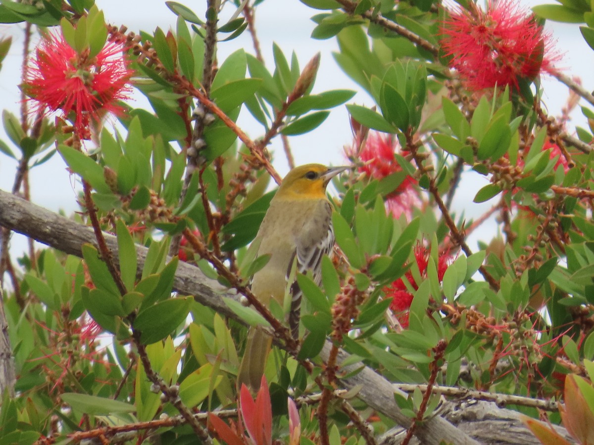 Bullock's Oriole - ML643891672